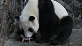 DM
今年首隻貓熊寶寶  陸網友暱稱666
在日本出生的貓熊「愛濱」6日在成都大熊貓繁育研究
基地產下今年第一隻貓熊寶寶，有網友為貓熊寶寶取名
「立夏」，也有網友取貓熊寶寶的出生時間，為它取名
「666」。（中新社提供）
中央社　105年5月6日