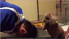 狗狗,土下座,汪星人,毛孩子,討摸(推特https://twitter.com/SFUJIWARA5/status/727465080221106177 )