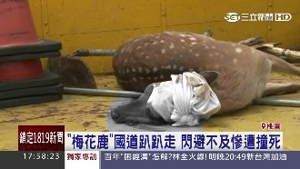 梅花鹿是特例　其實國道上最常撞到牠