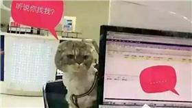 大陸民眾退租網路帶貓／翻攝自中國電信上海網廳微博