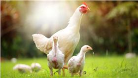 雞（圖／shutterstock／達志影像）
