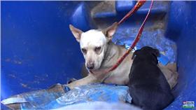 （圖／翻攝自Hope For Paws YouTube）
