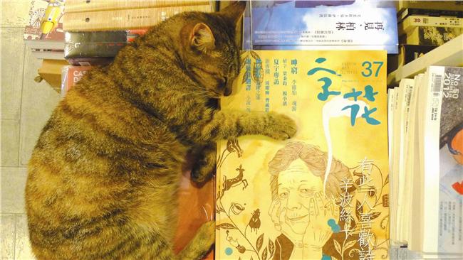 超特別～淡水書店有喵星人陪你讀書