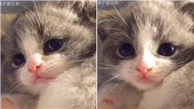 眼神超嫵媚的貓咪/翻攝自網友-子猫日和的美拍影片