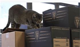 貓＠Medill Reports Chicago