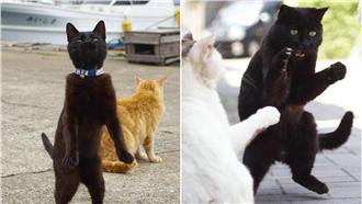 以為能拍出帥氣黑貓　卻慘變怪怪大叔