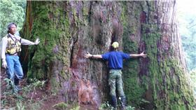 神木,紅檜,巨樹,樹幹,林務局
圖／林務局提供
