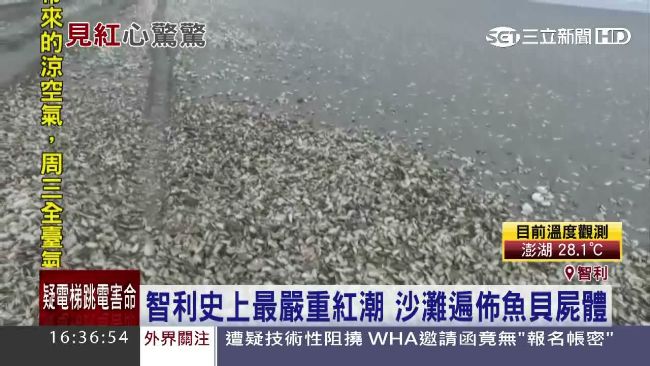 智利現最嚴重紅潮　沙灘遍佈魚貝屍屍