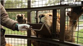 關西六福莊「勇闖猛獸島」籠車體驗。（圖／記者簡佑庭攝影）