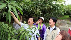 ▲芒果災損減產嚴重　賴清德籲農民提申請（圖／台南市政府）