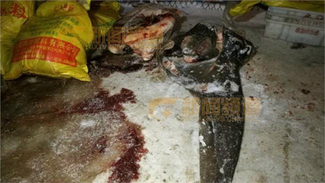 大陸出現瀕危鯨鯊　被當大魚獵殺