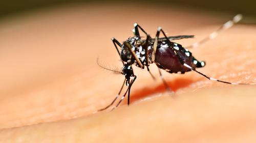 茲卡蔓延　北京現首例境外移入病例