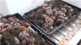 馬糞海膽/澎湖縣政府YouTube