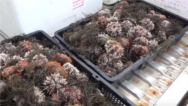 澎湖縣政府：馬糞海膽16日開放採捕