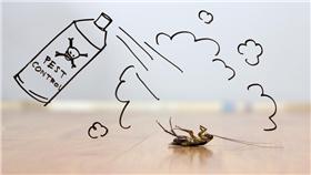 蟑螂,小強,除蟑,害蟲,殺蟲劑,蟑螂藥
圖／達志影像