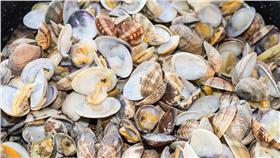 文蛤（圖／shutterstock／達志影像）