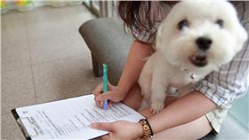 ▲待室內就沒事？馬爾濟斯咳嗽竟咳出心絲蟲！（圖／利眾公關）