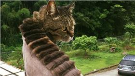 貓咪酷斯拉（圖／網友Mimi Huang提供）