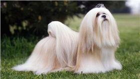 狗；拉薩犬（圖／翻攝自《vetstreet》）
http://www.vetstreet.com/dogs/lhasa-apso