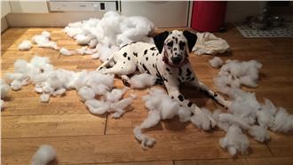 小心養到無敵破壞王！最調皮狗兒排行