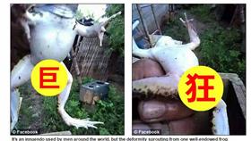 青蛙,陰莖,棒狀物,腿,畸形,生殖器▲圖／翻攝自《每日郵報》