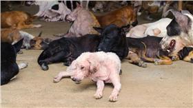 流浪狗_shutterstock