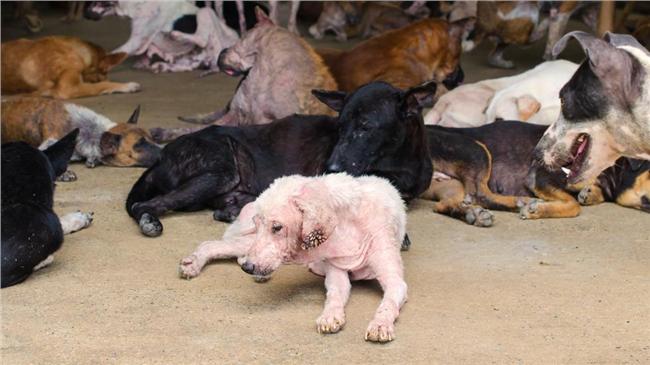 獨居男猝死多日　16隻愛犬啃食遺體
