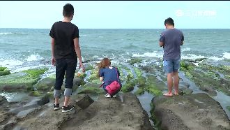 公德心去哪？老梅綠石槽被踩到光禿禿