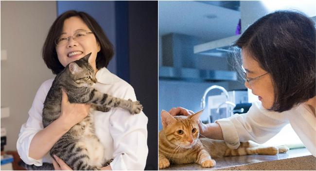 流浪動物日處死貓咪　網民湧小英臉書