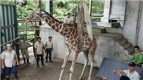 台北市立動物園長頸鹿「長宵」_動物園提供