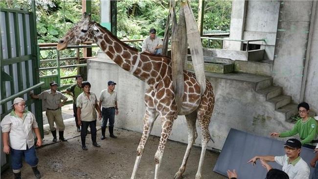 長頸鹿「宵久」運送亡　動物園恐挨罰