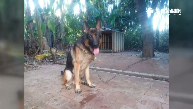 男跳樓躲警追捕　卻遭忠犬出賣被逮