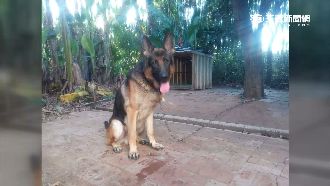 男跳樓躲警追捕　卻遭忠犬出賣被逮