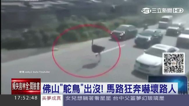 佛山鴕鳥馬路狂奔　來去自如路人嚇傻