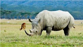 犀牛遭到濫捕獵殺/li yong/https://www.flickr.com/photos/cnlyong/4940799016/in/photolist-8wATpW-kkYXb-6NvJz6-7Ayx7a-7ACio7-7kUBeE-EeFWrC-9PRK2s-dv2eFp-oWxKhL-oG6wfk-oG6xBP-oYjbuR-oG5MrB-oG5PDn-oG6iLd-oG5M8a-oG6iiu-oG6j3f-oG6vux-oG6uJ4-oG67F9-zc6kxY-ztHqiB-kkZ1s-7RE31e-4U2YsG-4U2YrC-89hwsP-74VN3B-oA3fXP-pzVP6d-eb5oa4-eFM8Qg-fKmWPL-eb5o4c-ovcXLC-oAZoi1-eFTdvy-fMHGgb-omMwVW-fK5rz8-fK5U5B-fKatxF-fK5wcF-fMqAcP-eFM6Xn-fMHFPY-fKs6XW-fMH8JA