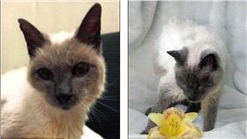 寵物,貓咪,年齡,長壽,暹羅貓,金氏世界紀錄
dailymail