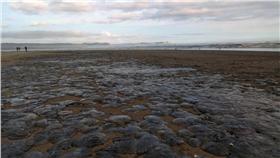 水母　圖／中新社