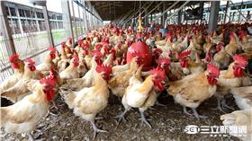 ▲國宴褒湯象徵蔡英文治國決心　這隻雞大有來頭（圖／業者）