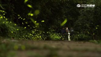 抓神奇寶貝？螢火蟲塞「扭蛋」惹爭議