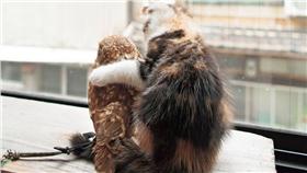 萌勢力大爆發　喵鷹好朋友出書啦（圖／東販）