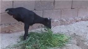 大陸「羊堅強」兩條腿走路(圖翻攝自YouTube)