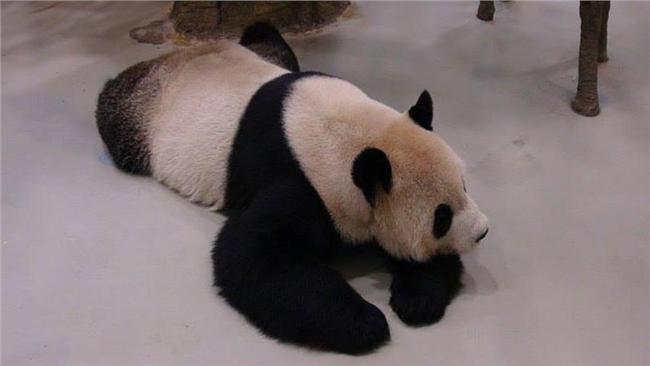 貓熊團團染疫身亡？動物園澄清是誤會
