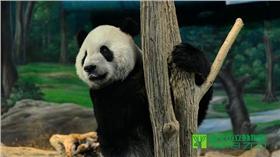 團團、熊貓、貓熊（圖／台北市動物園臉書）