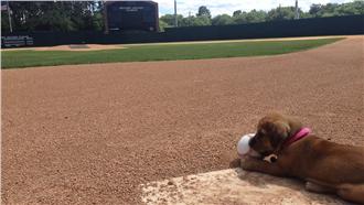 被領養好幸福～小流浪狗變球隊吉祥物