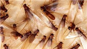 大水螞蟻,大水蟻,白蟻（圖／翻攝自維基百科）
https://zh.wikipedia.org/wiki/%E9%A3%9B%E8%9F%BB