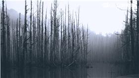 阿里山水漾森林、南投、嘉義、爬山（圖／記者林敬旻攝）