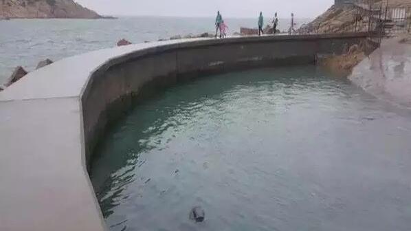 影／海象抱遊客沉水　員工救援雙溺斃