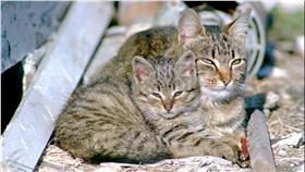 貓-網路溫度計(AP)