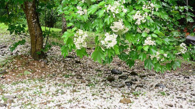 受寒流、豪雨影響　油桐花只維持兩週