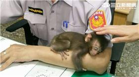 台東關山慈濟醫院出現1隻小獼猴，女警帶回派出所細 心餵奶，小獼猴就像回到「花果山」，爬上爬下，看到 飲料上的水果照，瞪大眼睛；累了還抓著員警的手臂睡覺。（圖／翻攝畫面）